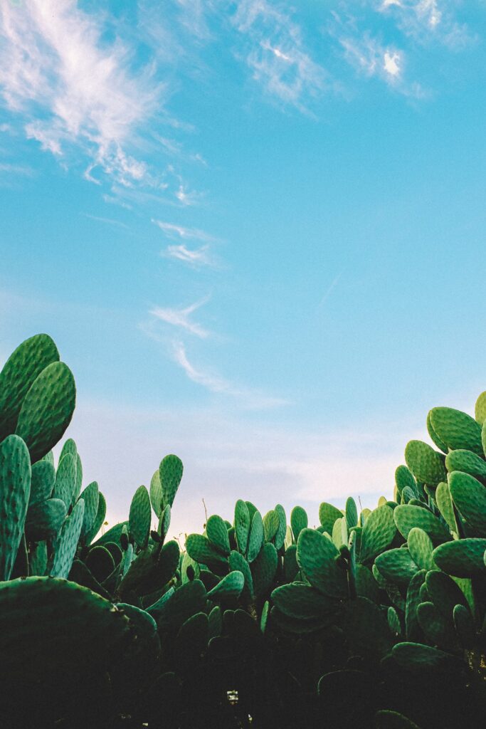 Mexican Fence Post Cactus