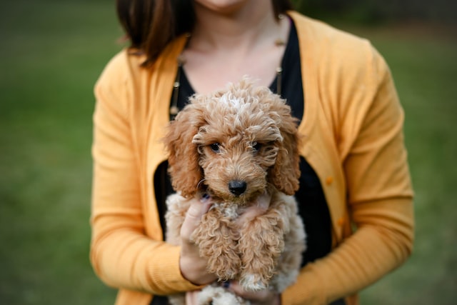 Frequently Asked Questions on Mini Goldendoodle Breeders